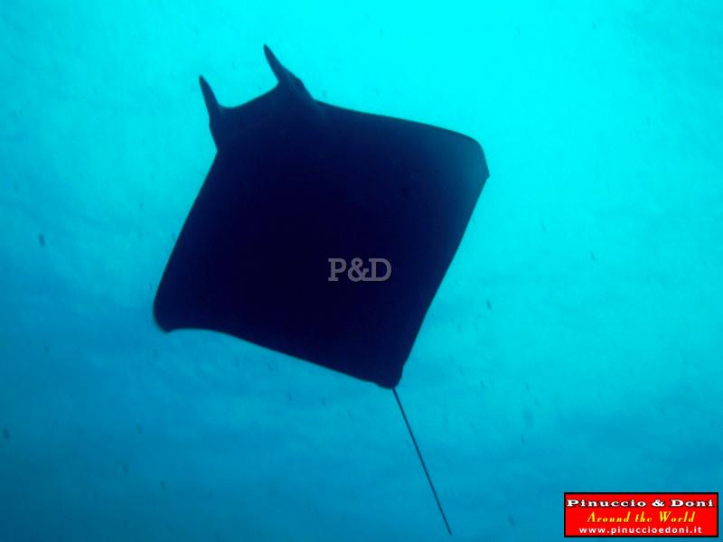 Papua Lissenung Diving (New Ireland) - 1.jpg